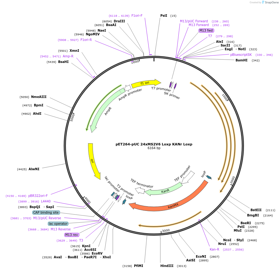 104393-plasmid-map-sequence-id-197835