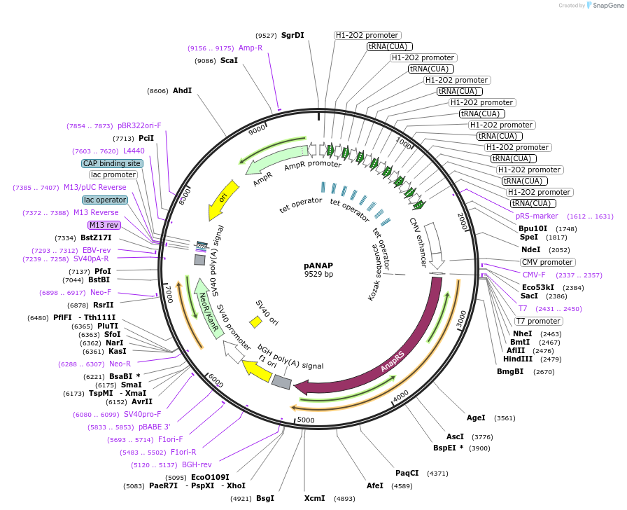 48696-plasmid-map-sequence-id-197837