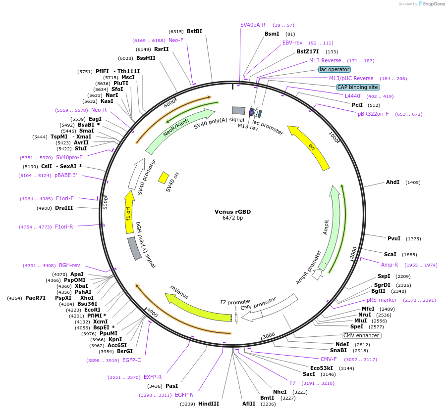 99015-plasmid-map-sequence-id-197846