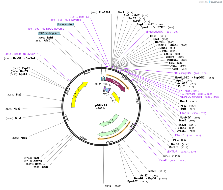 80783-plasmid-map-sequence-id-197907