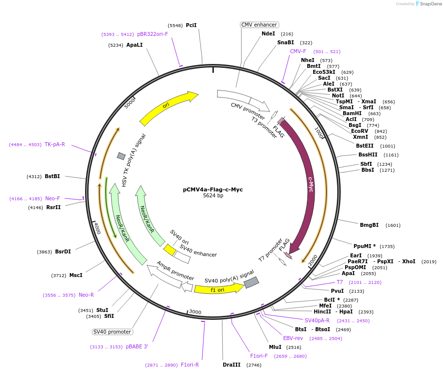 102625-plasmid-map-sequence-id-197913