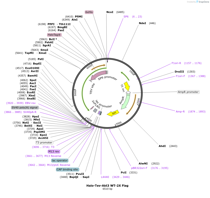 87607-plasmid-map-sequence-id-197919