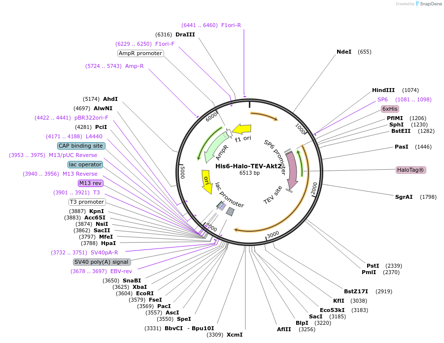87606-plasmid-map-sequence-id-197920