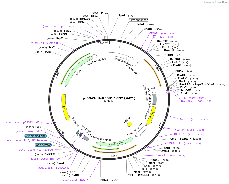 99925-plasmid-map-sequence-id-197990