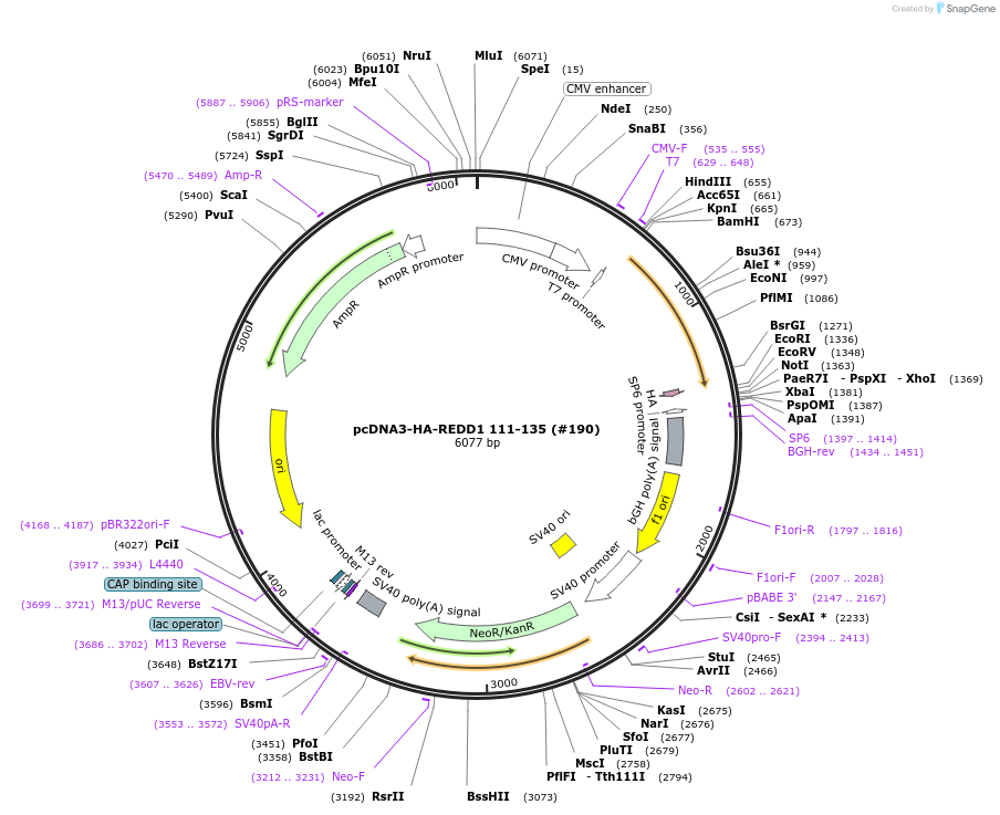 99930-plasmid-map-sequence-id-197994