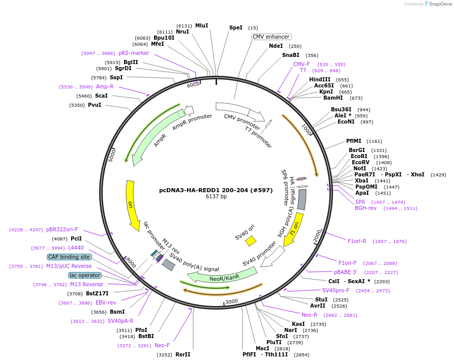 99932-plasmid-map-sequence-id-197997