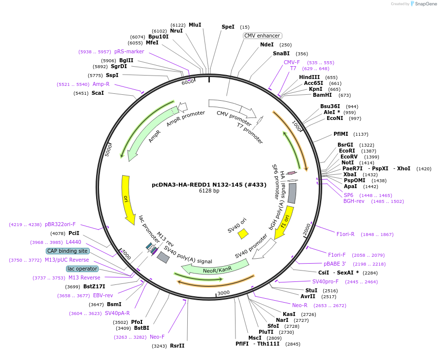 99934-plasmid-map-sequence-id-197998