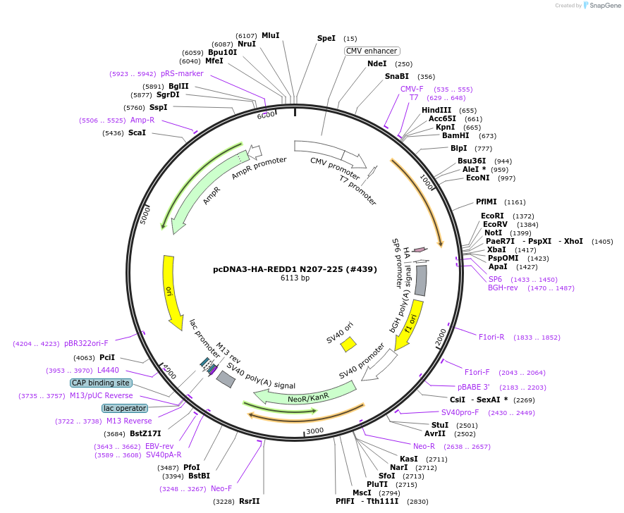 99938-plasmid-map-sequence-id-198004