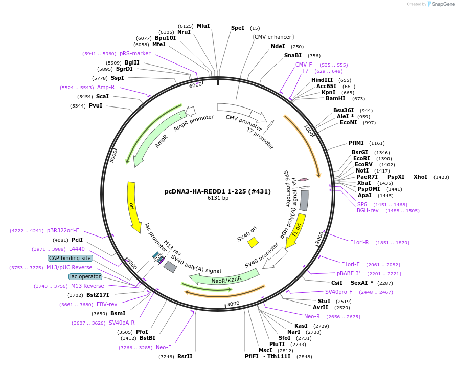 99927-plasmid-map-sequence-id-198007