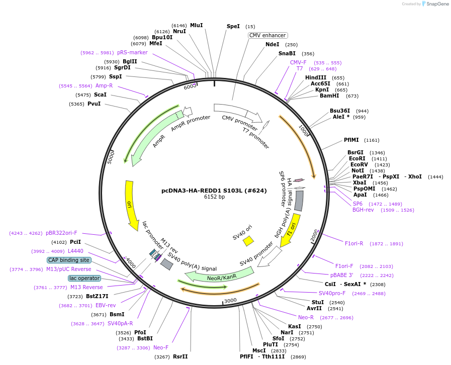 99942-plasmid-map-sequence-id-198010