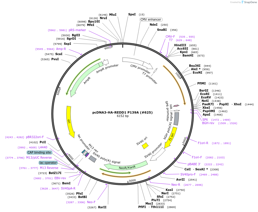 99945-plasmid-map-sequence-id-198013