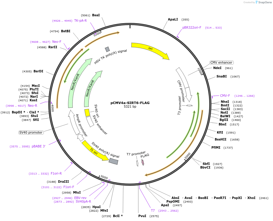 102322-plasmid-map-sequence-id-198040