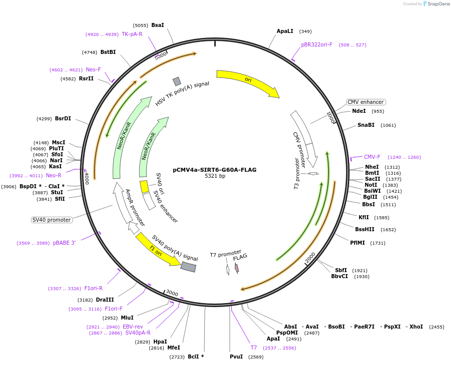 102323-plasmid-map-sequence-id-198047