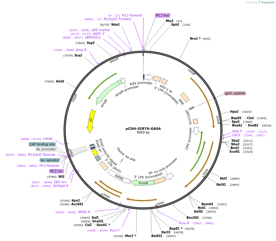 102326-plasmid-map-sequence-id-198054