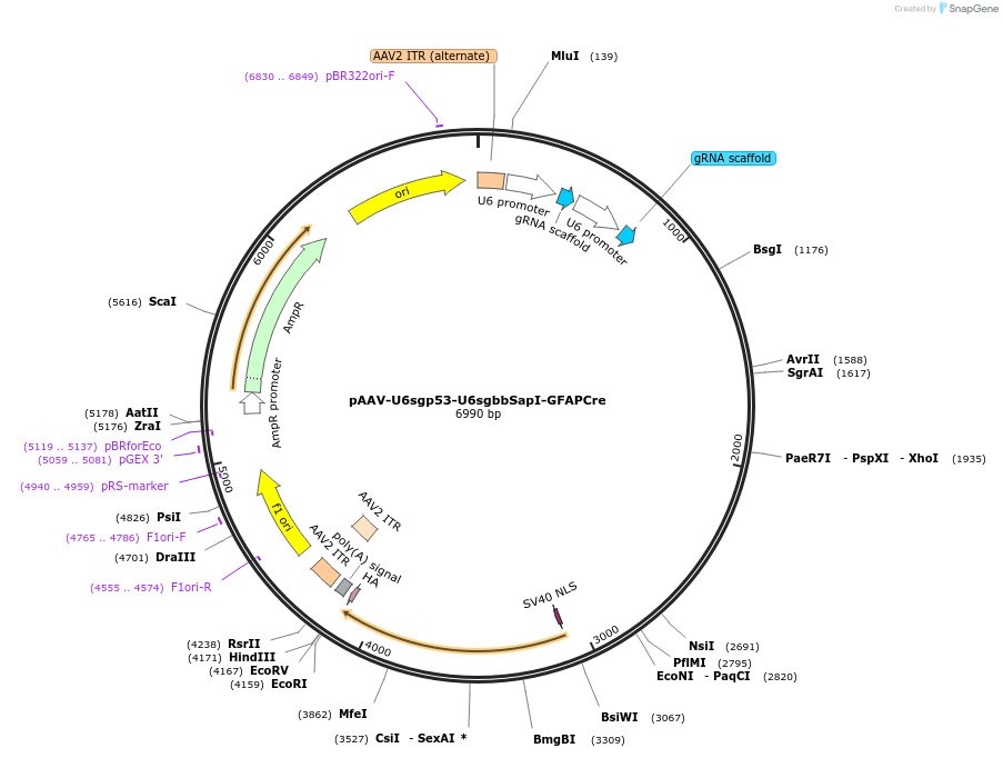 100275-plasmid-map-sequence-id-198067