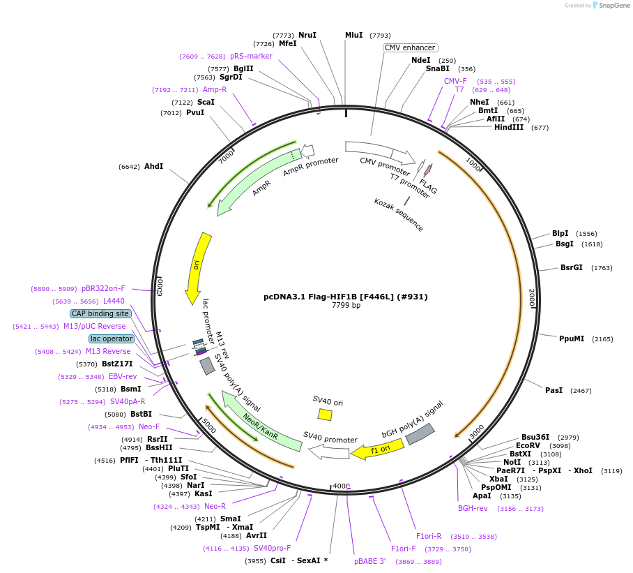 99917-plasmid-map-sequence-id-198114