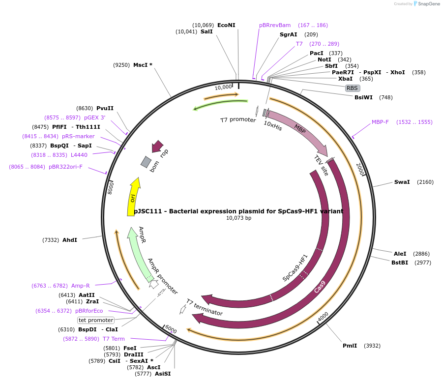 101209-plasmid-map-sequence-id-198127