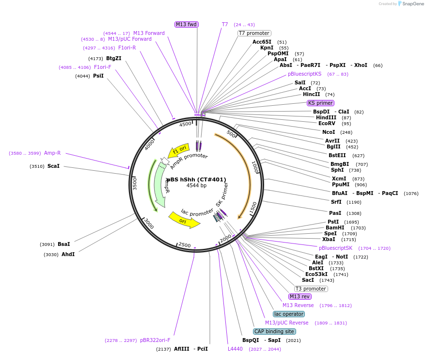 13996-plasmid-map-sequence-id-198180