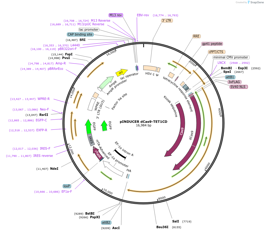 101921-plasmid-map-sequence-id-198181
