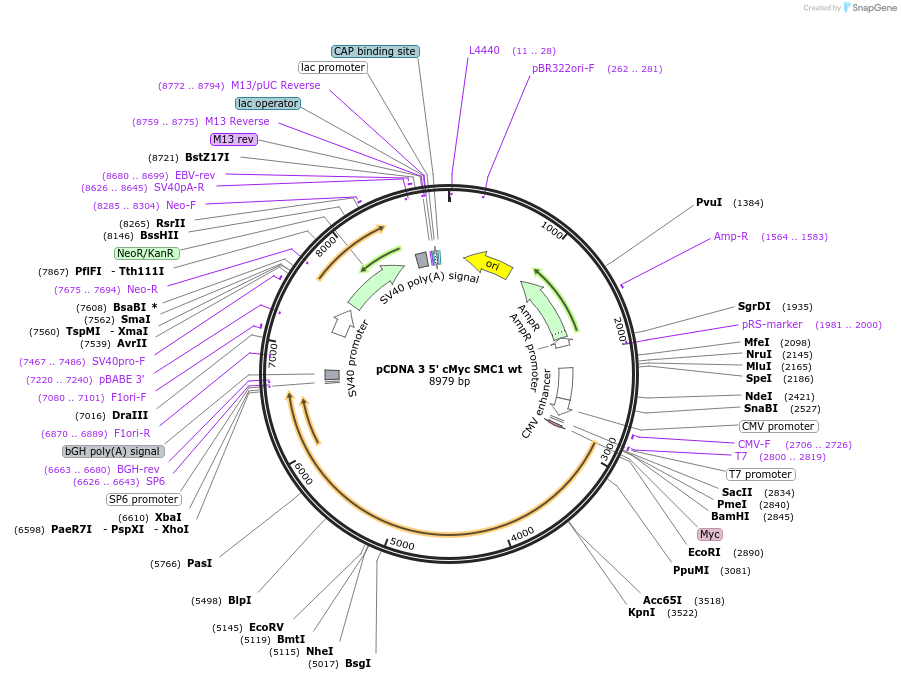 32363-plasmid-map-sequence-id-198188