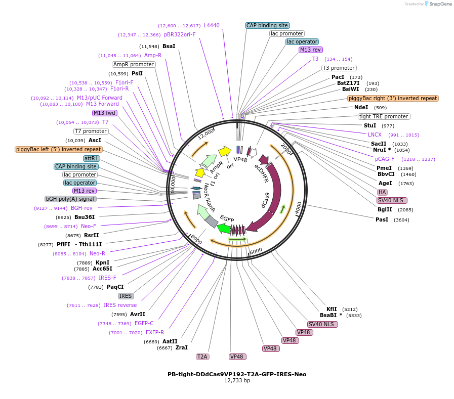 102889-plasmid-map-sequence-id-198247