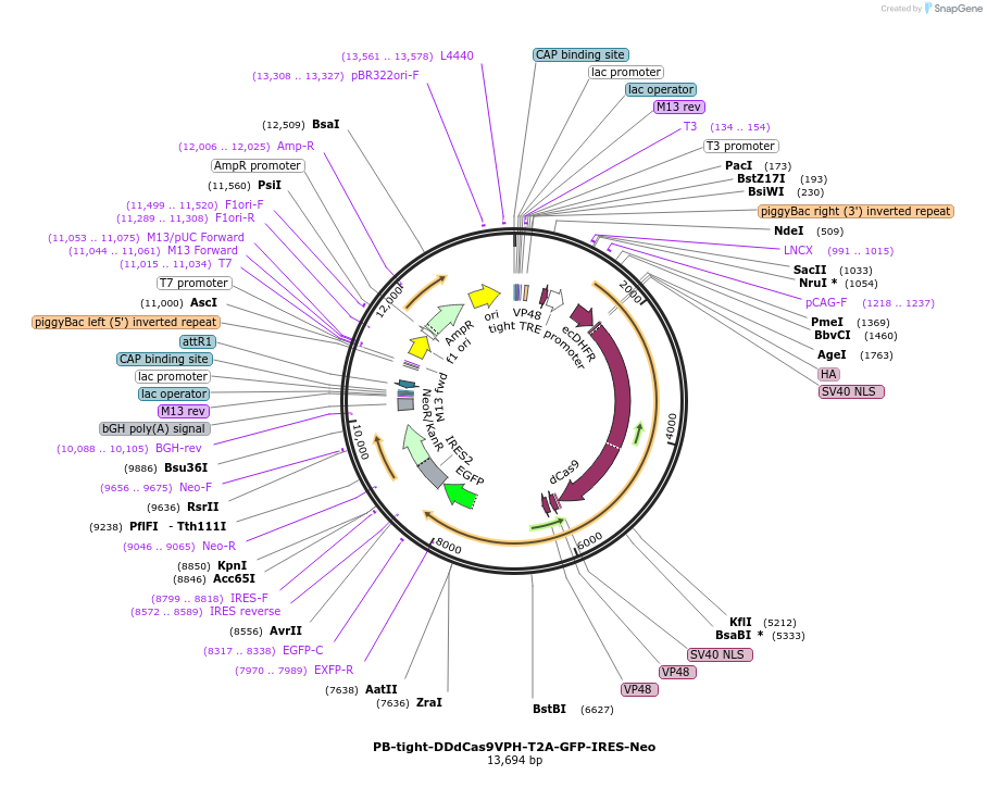 102890-plasmid-map-sequence-id-198249