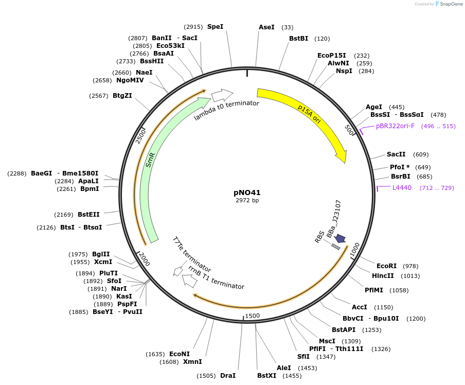 101067-plasmid-map-sequence-id-198250