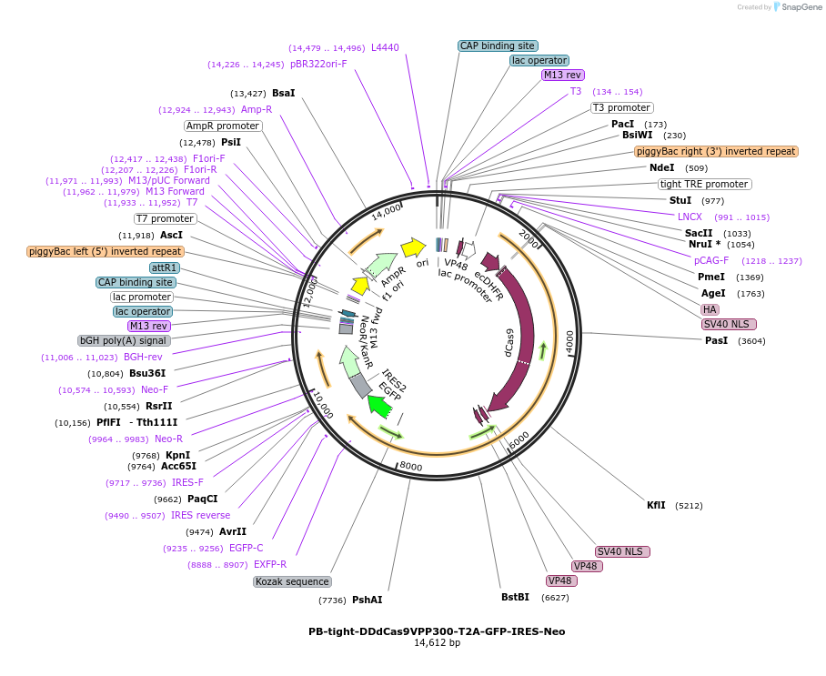 102891-plasmid-map-sequence-id-198253