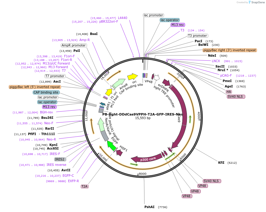 102892-plasmid-map-sequence-id-198257