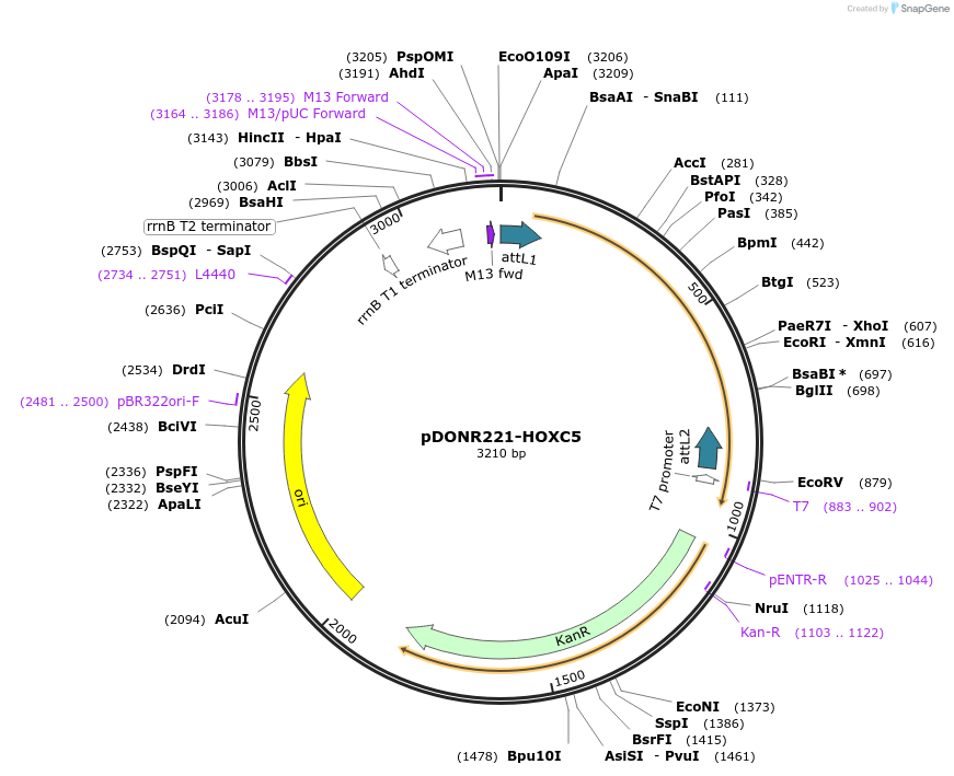 101399-plasmid-map-sequence-id-198302