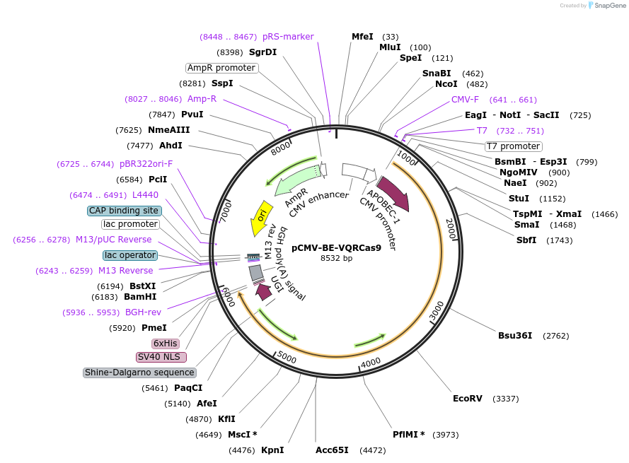 101740-plasmid-map-sequence-id-198315