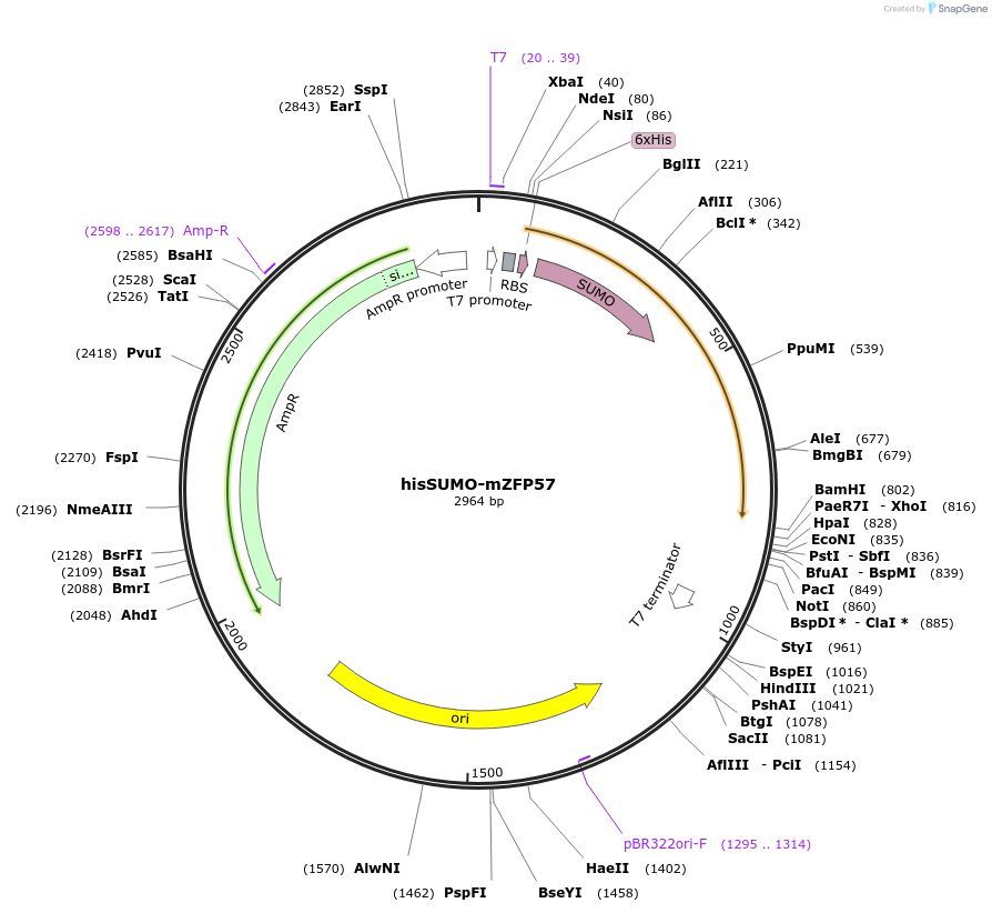 87224-plasmid-map-sequence-id-198358