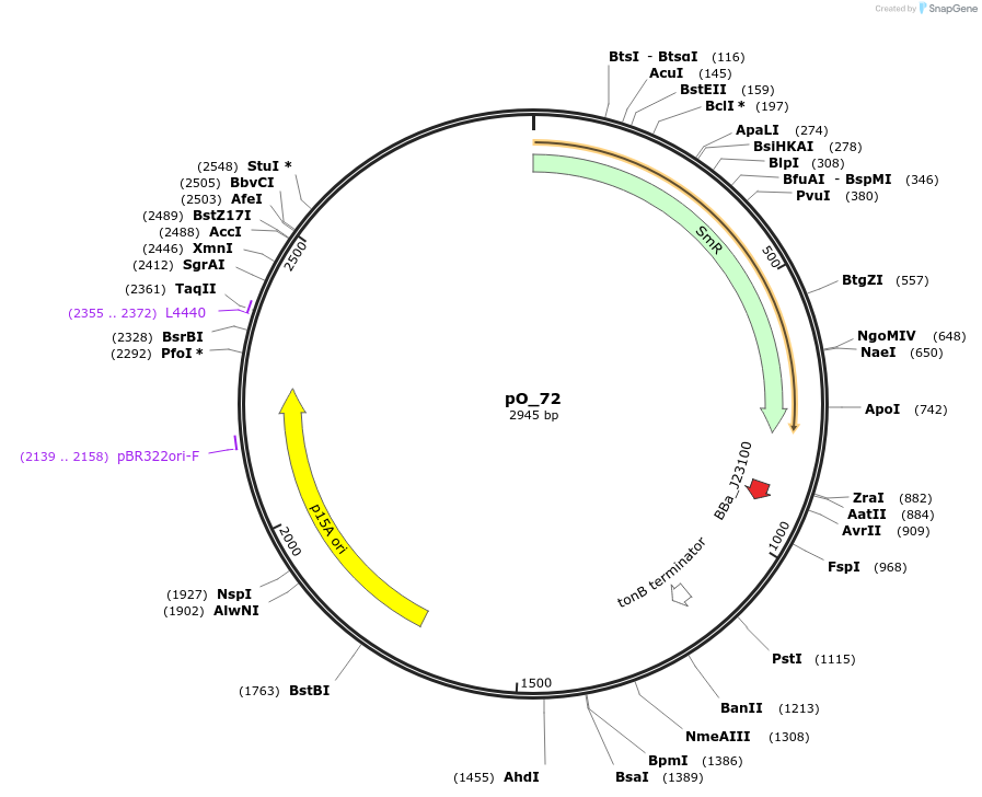 78235-plasmid-map-sequence-id-198362