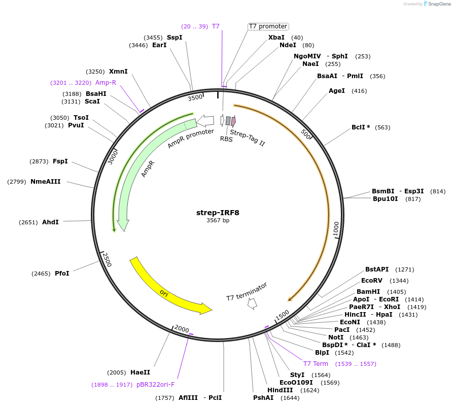 102872-plasmid-map-sequence-id-198369