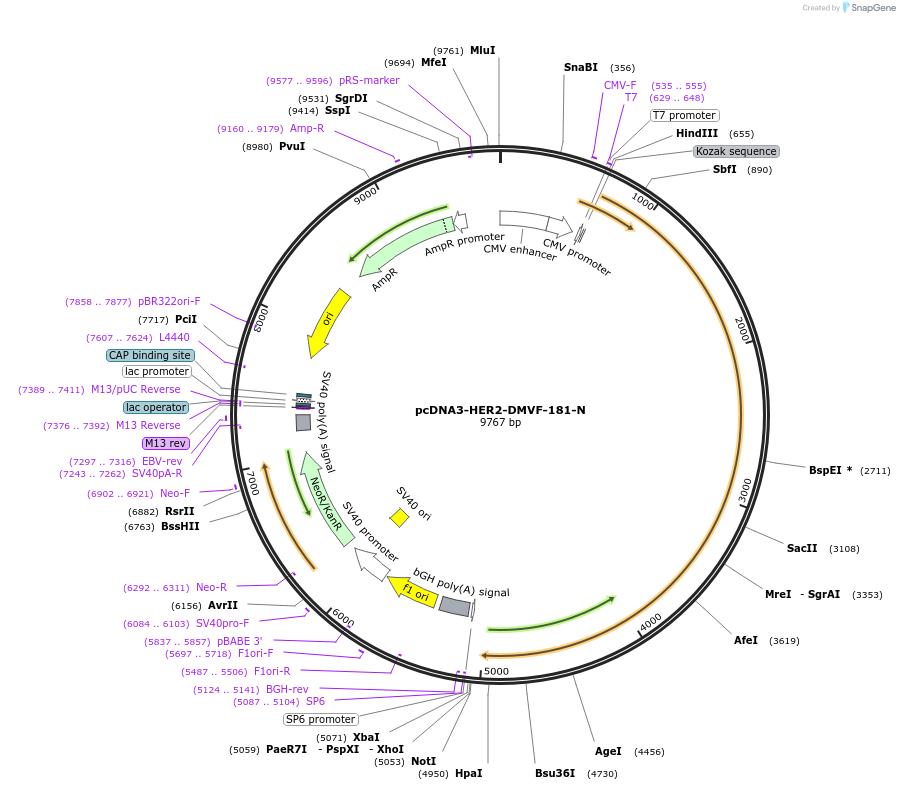 87622-plasmid-map-sequence-id-198375