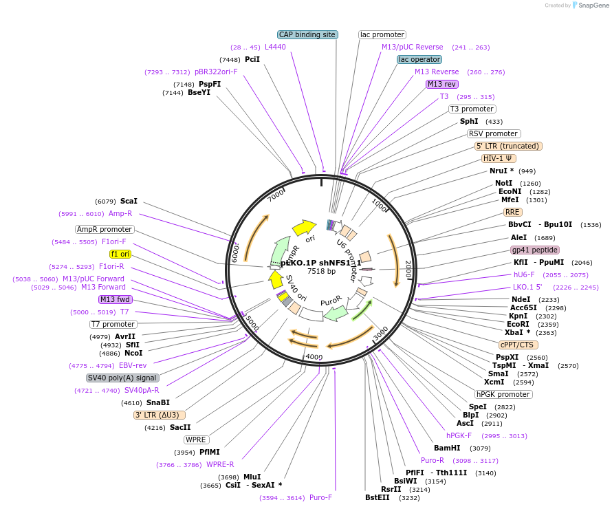 102963-plasmid-map-sequence-id-198376
