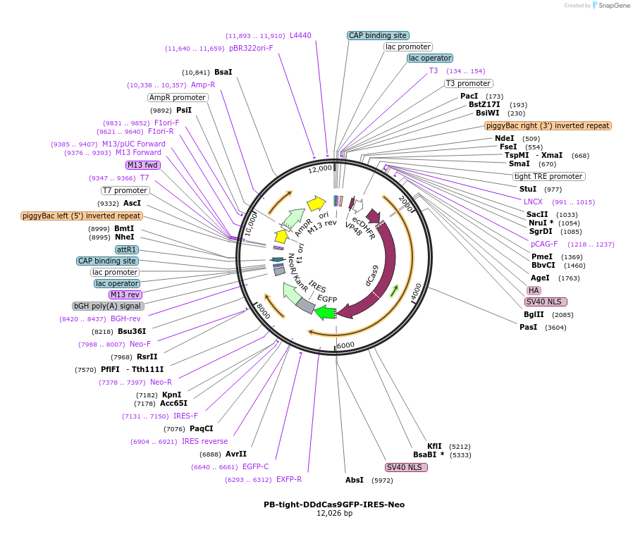 102907-plasmid-map-sequence-id-198394