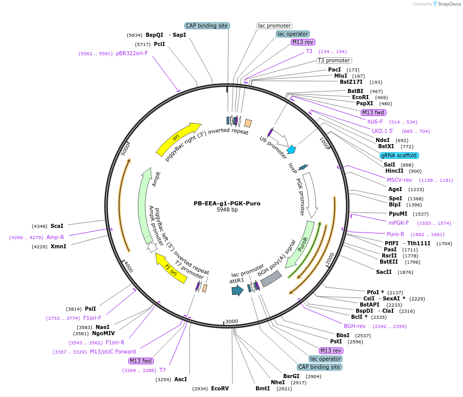 102908-plasmid-map-sequence-id-198395