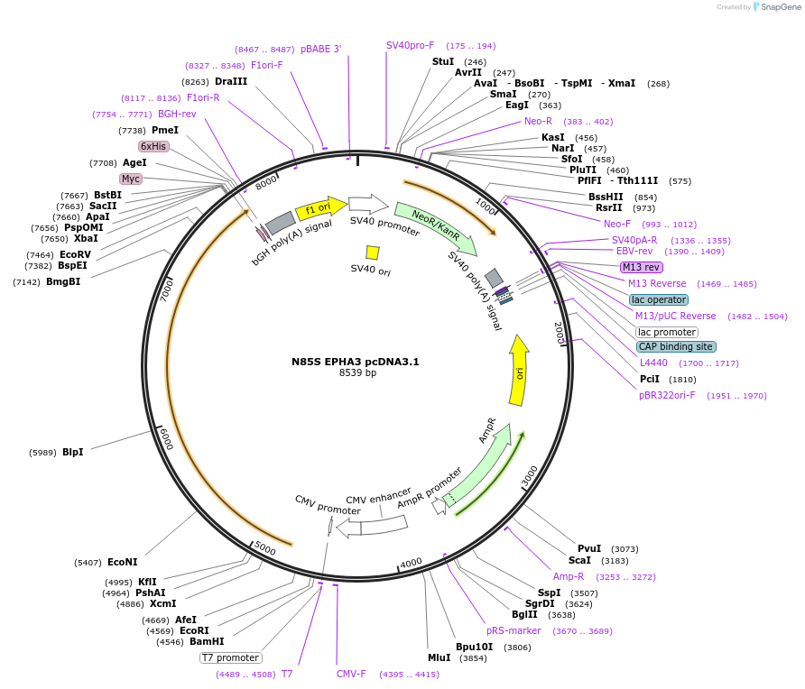 102741-plasmid-map-sequence-id-198406