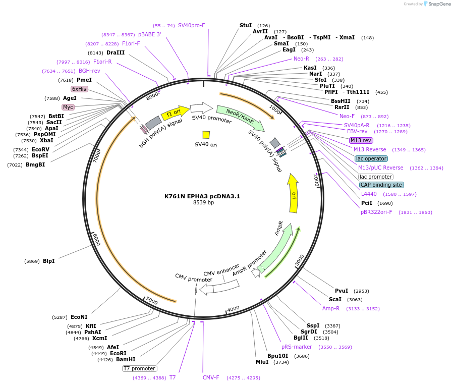 102752-plasmid-map-sequence-id-198409