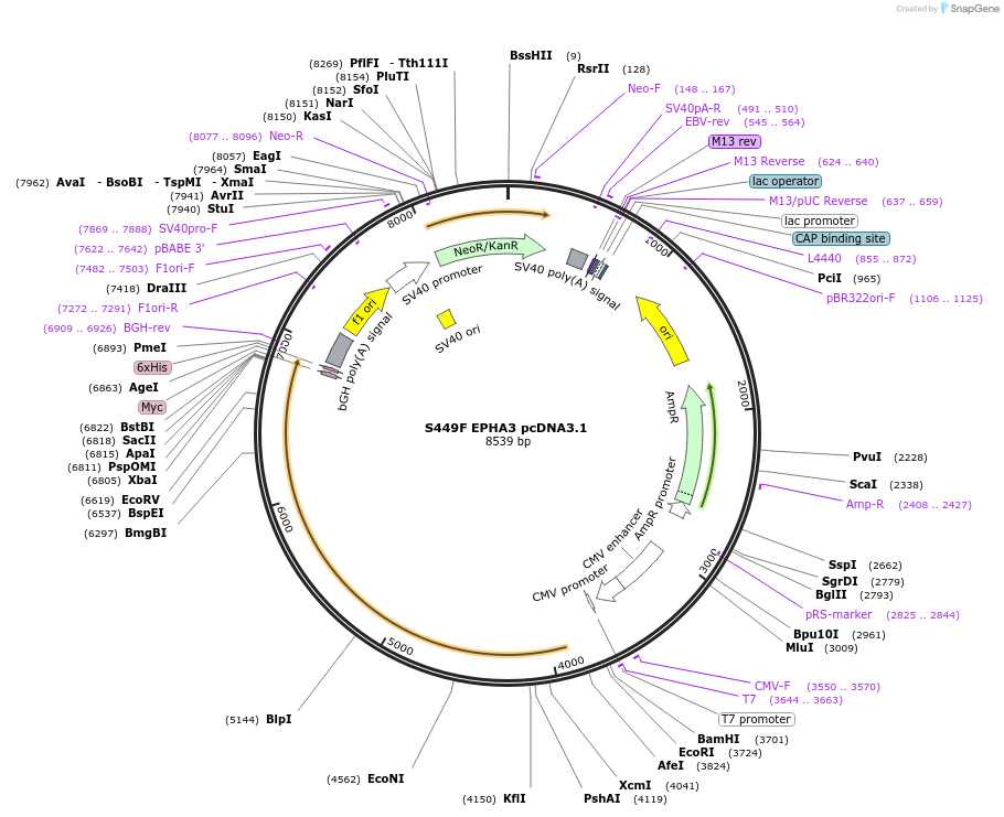 102748-plasmid-map-sequence-id-198417