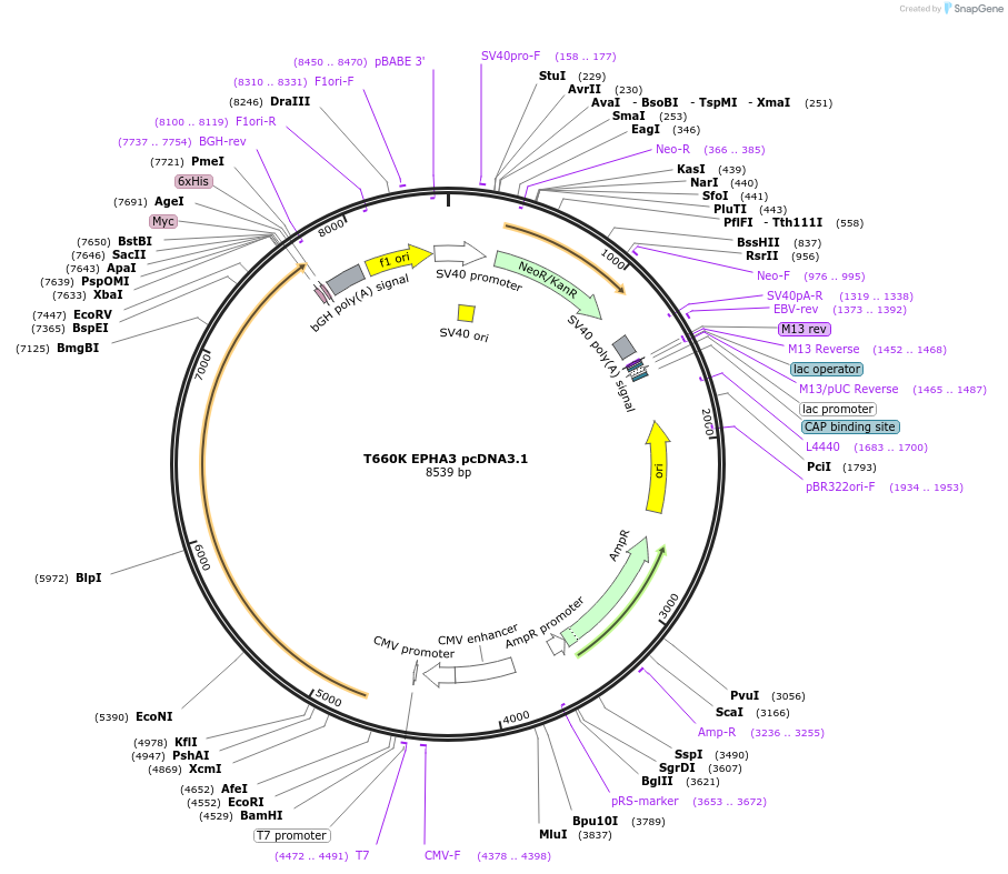 102749-plasmid-map-sequence-id-198418