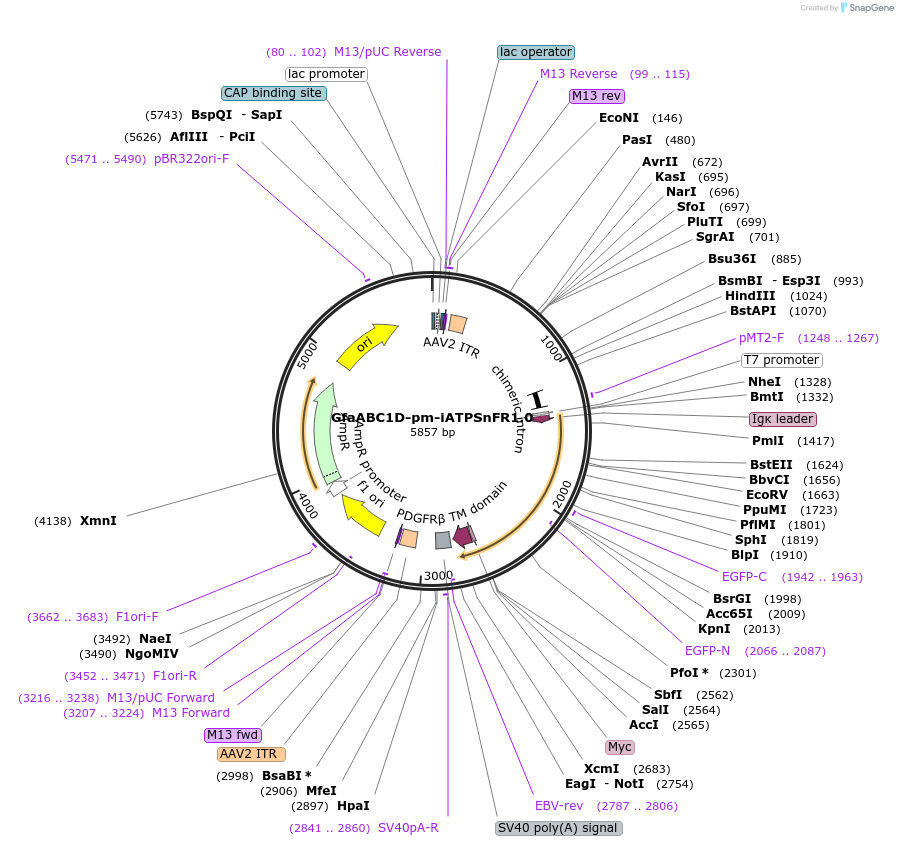 102552-plasmid-map-sequence-id-198420