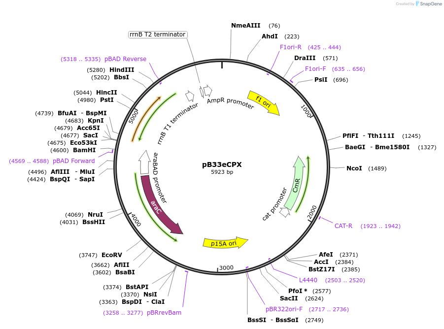23336-plasmid-map-sequence-id-198424