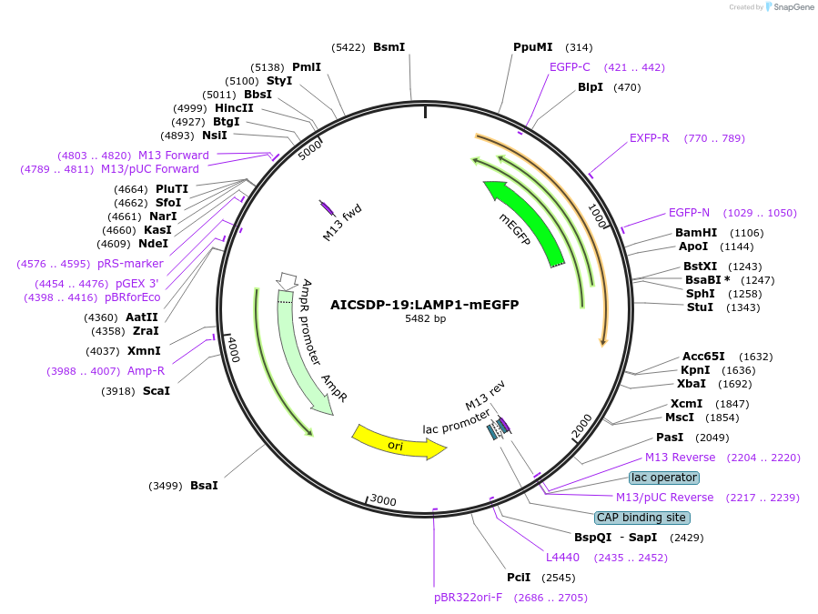101782-plasmid-map-sequence-id-198613