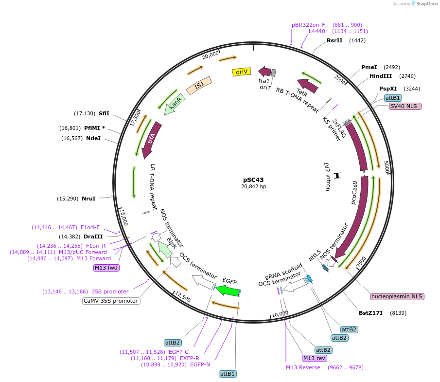 104817-plasmid-map-sequence-id-198651