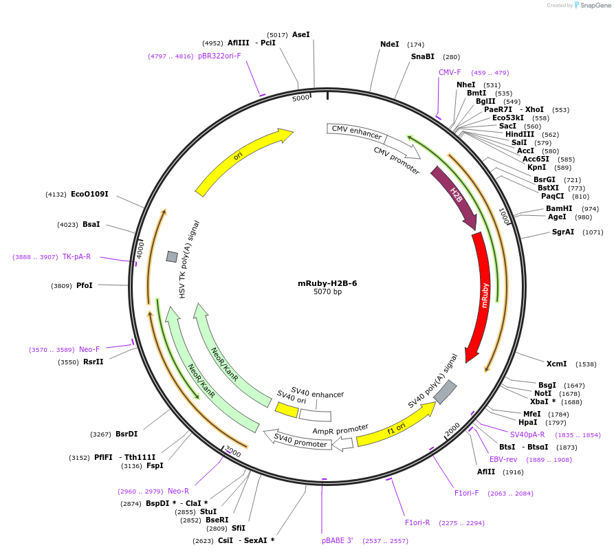 55866-plasmid-map-sequence-id-198662