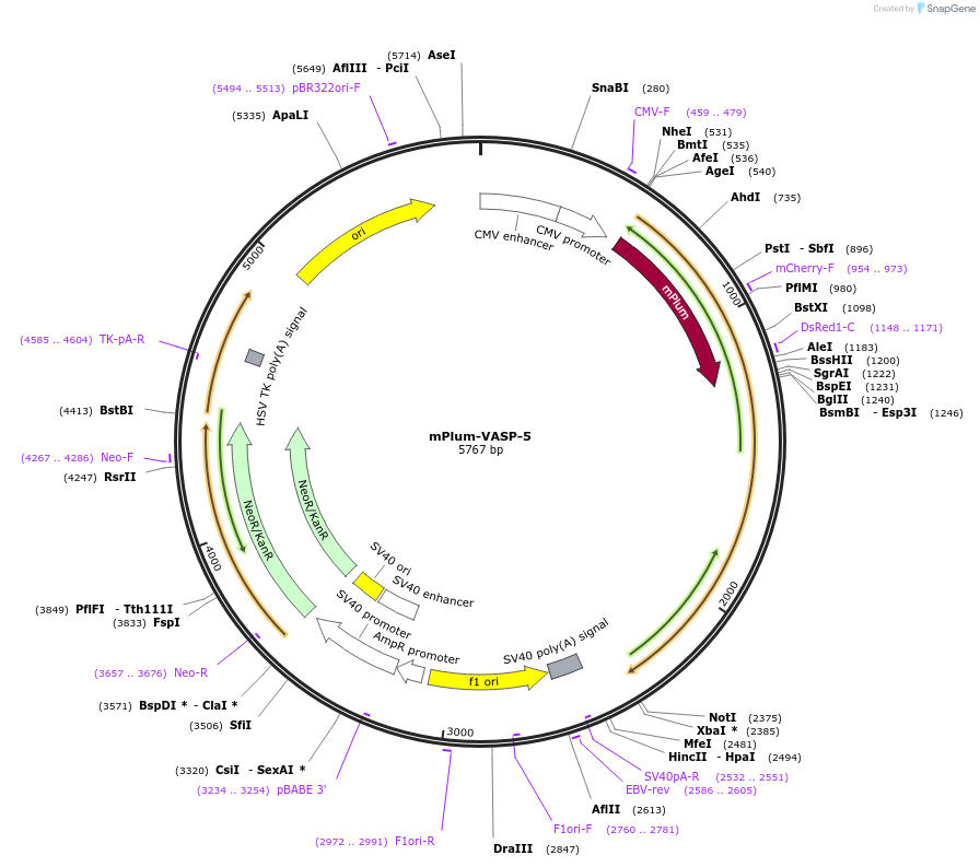 56004-plasmid-map-sequence-id-198663