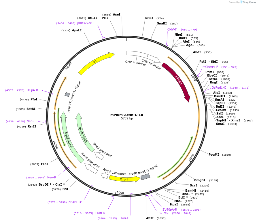 55947-plasmid-map-sequence-id-198664
