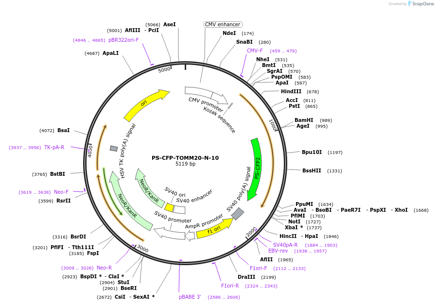 57207-plasmid-map-sequence-id-198687